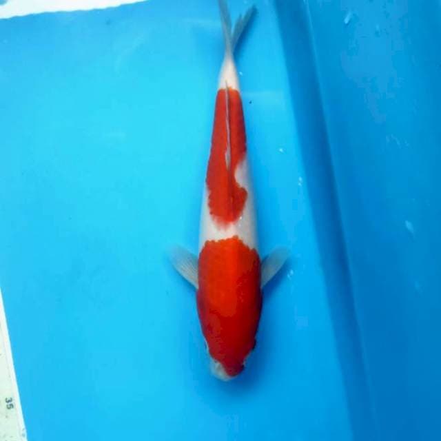 Kohaku, 25cm