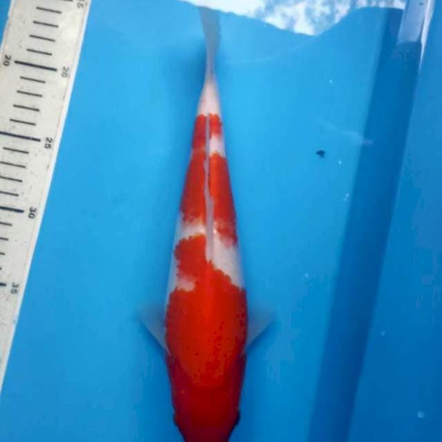 Inazuma kohaku, 29cm