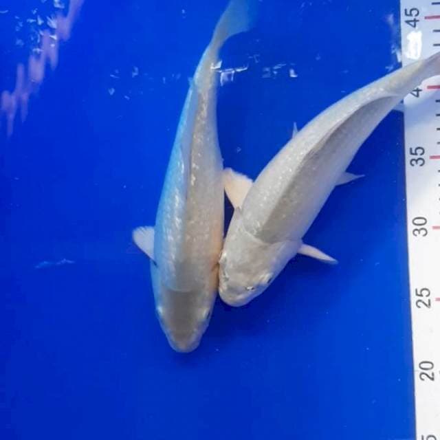 F1 soraghoi 25 cm
