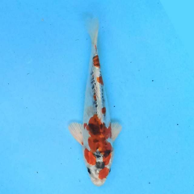 Kiko 19 cm