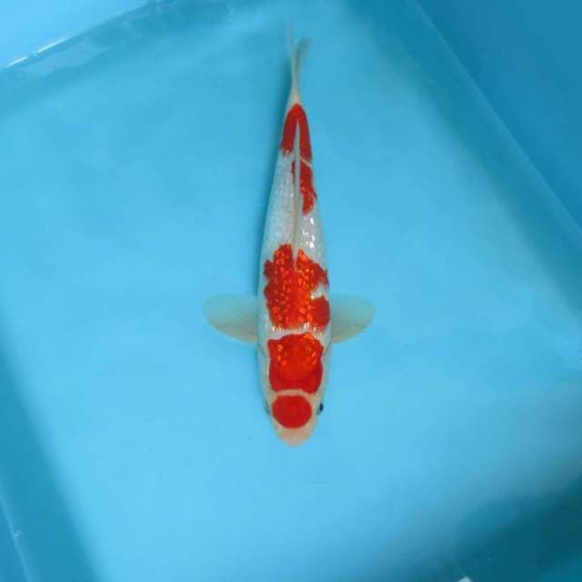 SATRYA 14 ~ MARUTEN KOHAKU GIN RIN,-