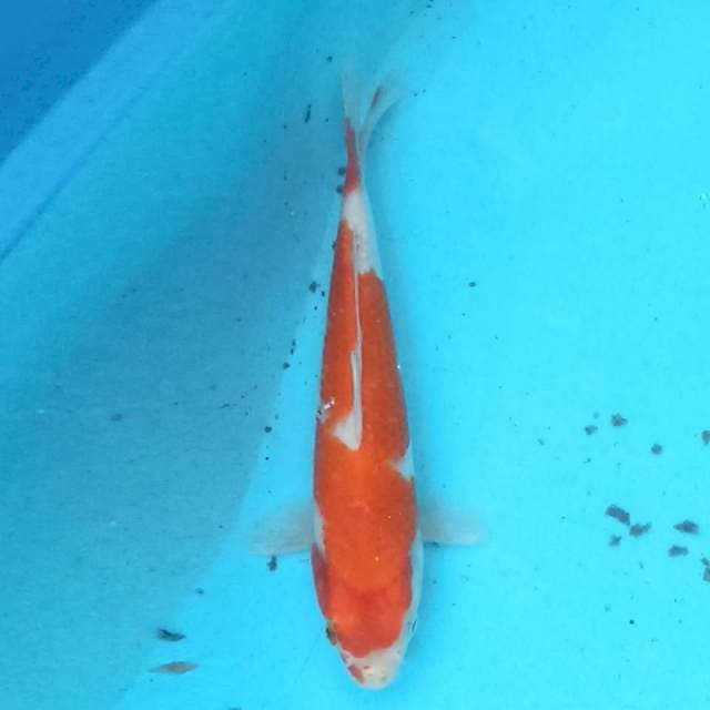 Kohaku 27 cm