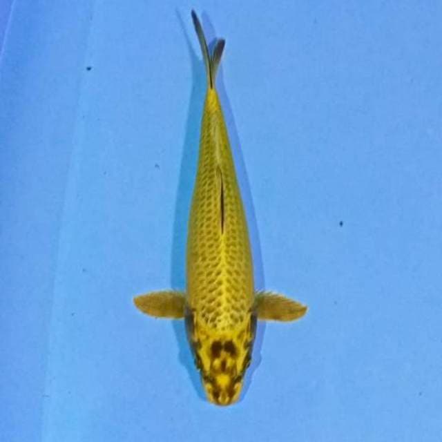 Mukashi ogon