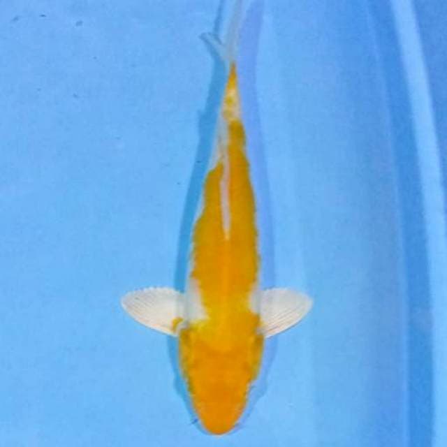 Koyo
