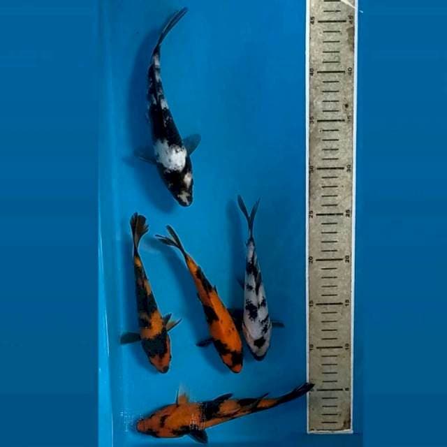 5 ekor "Shiro utsuri, 18-20 cm"
