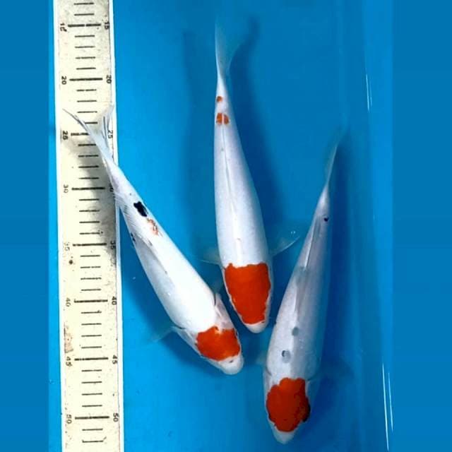 Paket 3 ekor "tancho, 26-27 cm"