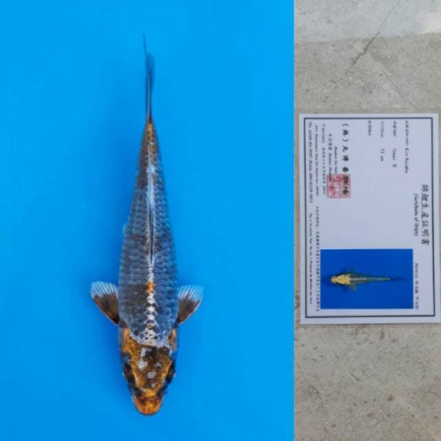 Maruhiro Kin Kujaku Certi