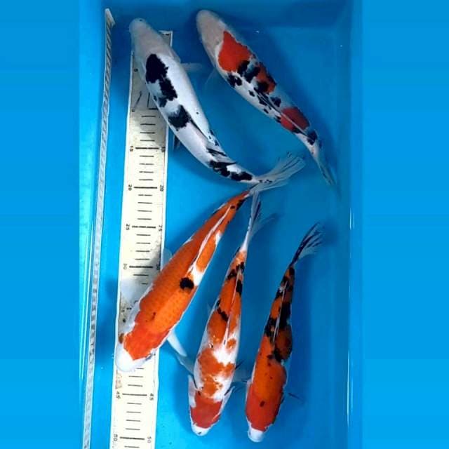 Paket 5 ekor "sanke, 25-30 cm"
