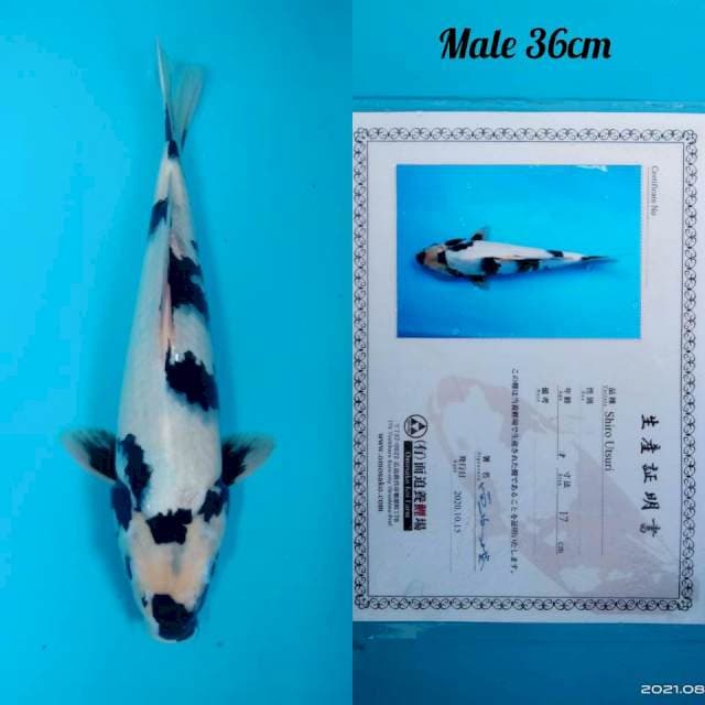 Shiro omosako 36cm jantan