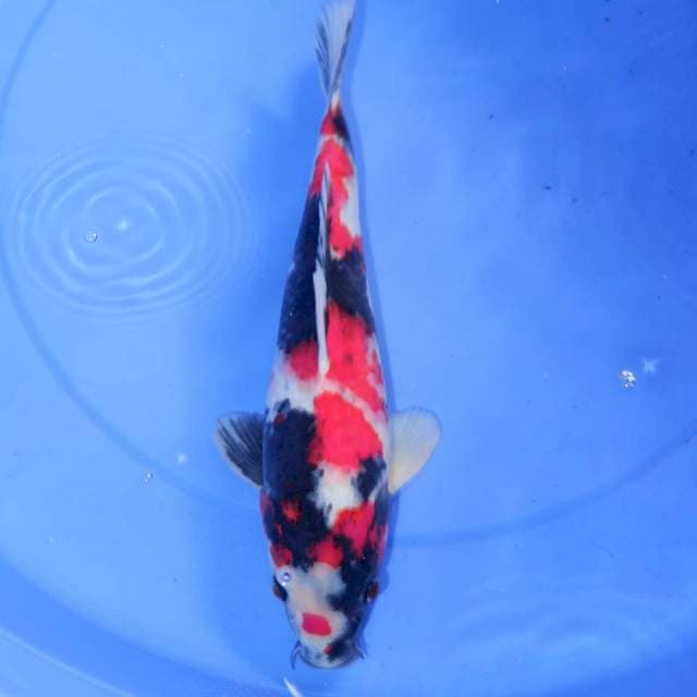 ASSASIN SHOWA 32cm