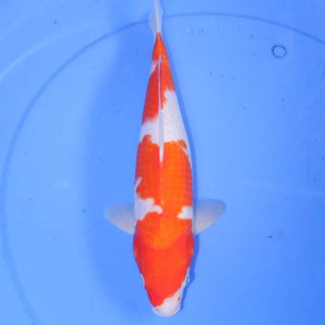 31CM NIDAN KOHAKU ALUS