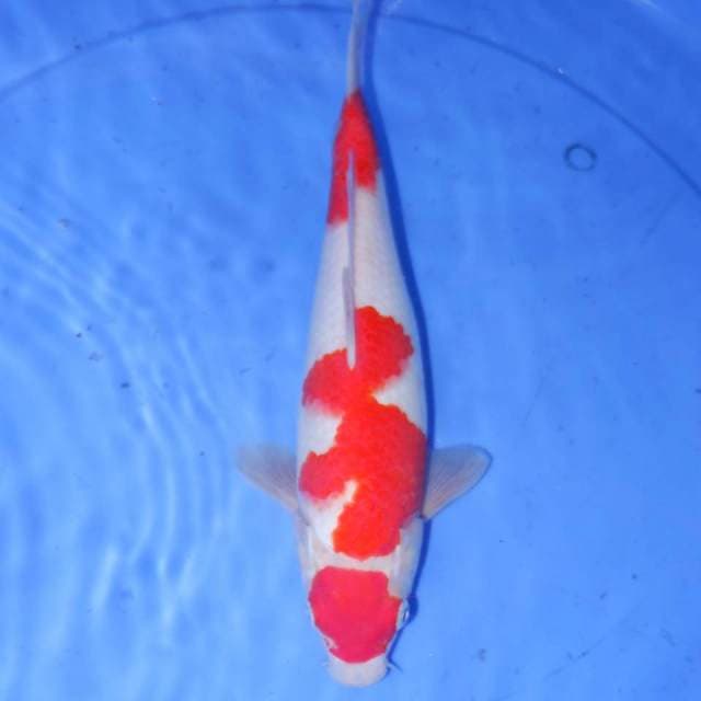 KOHAKU HQ