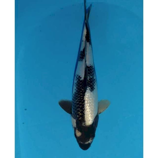 shigin 33 cm