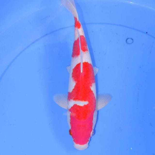 KANZEN KOHAKU 31cm