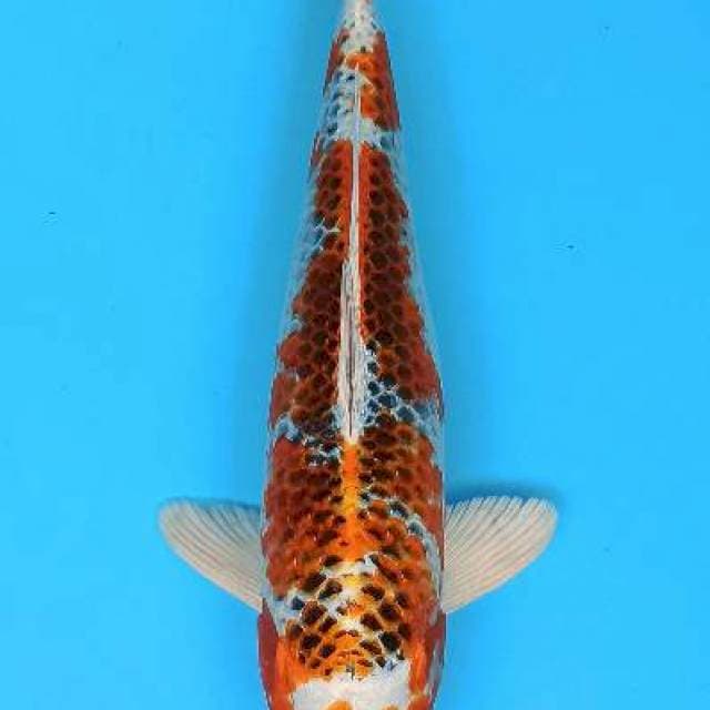 Maruten kujaku kanoko 35cm