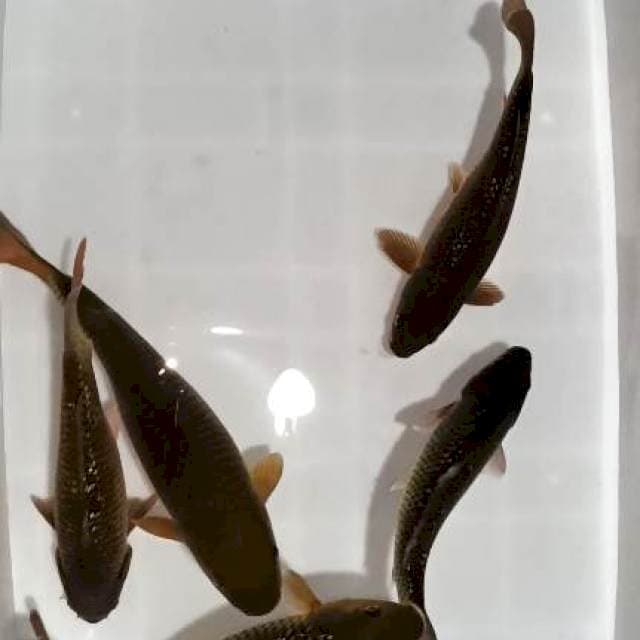 chagoi penjinak kolam 5 ekor