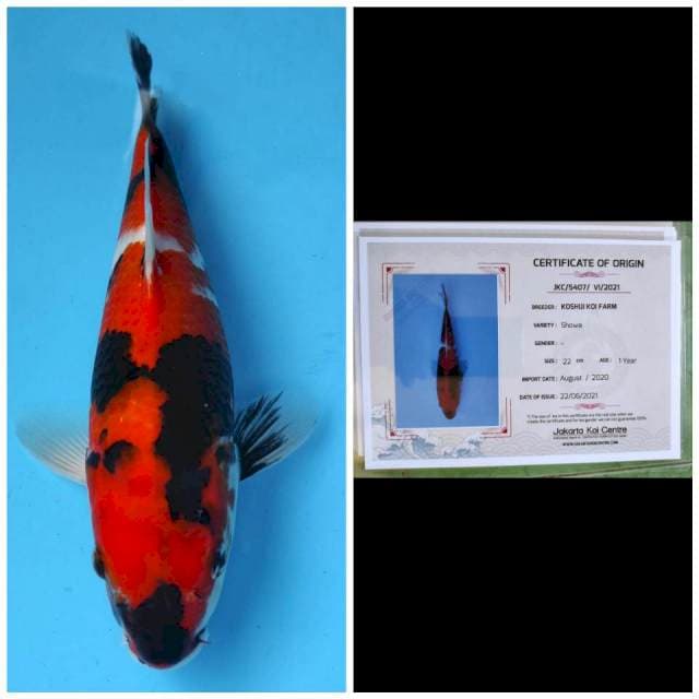 Koshiji Showa