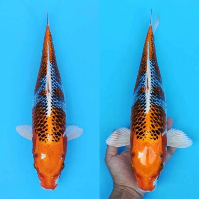 Jumbo kujaku bongsor calon induk 42cm