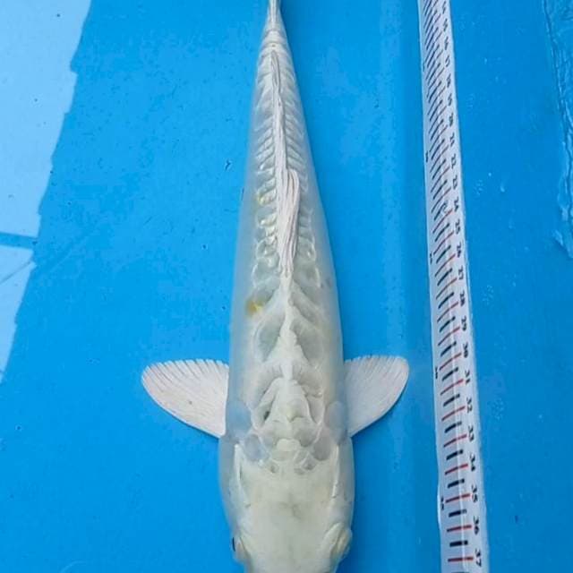 Platinum Doits 34cm