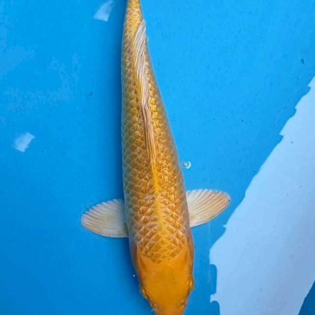 Yamabuki Ogon Ginrin 34cm