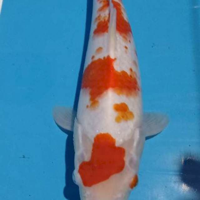 Kohaku 31 cm