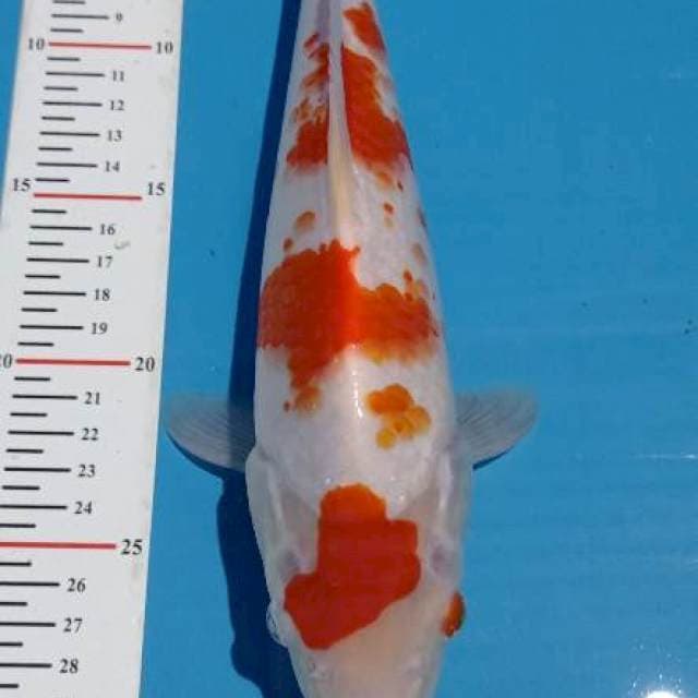 Kohaku 31 cm