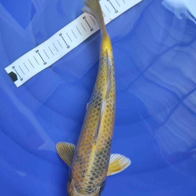 Kin ki utsuri 36cm