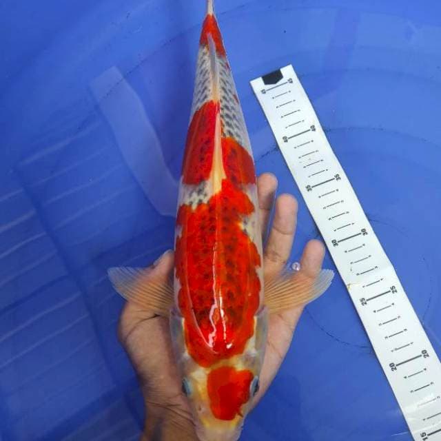 Maruten Goshiki