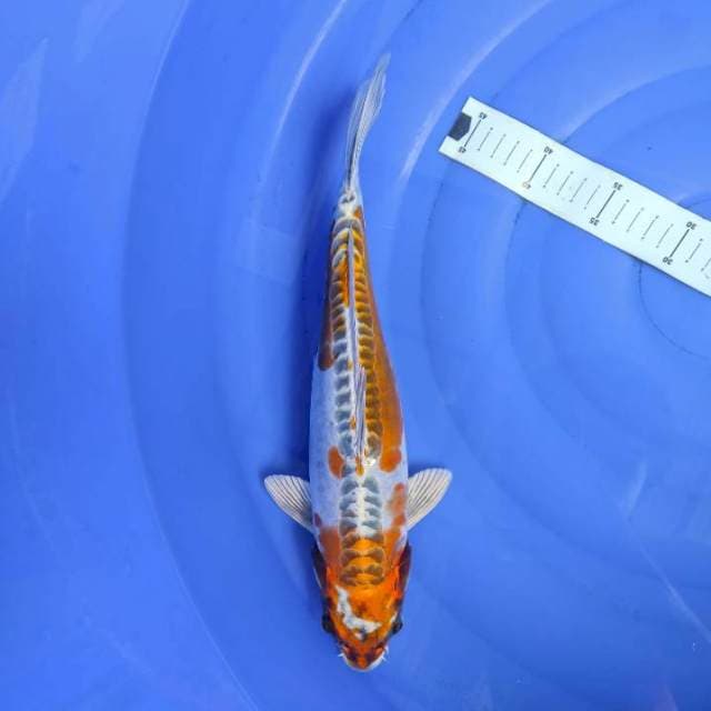 Kikkokuryu 38cm