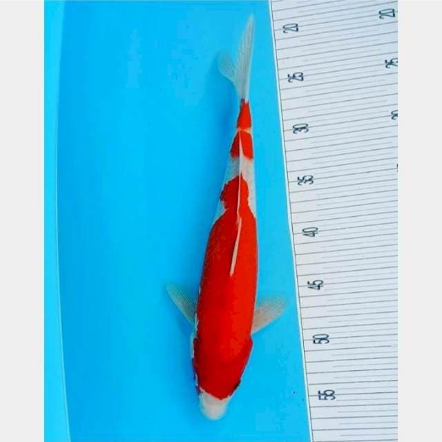 3Step Kohaku 35CM