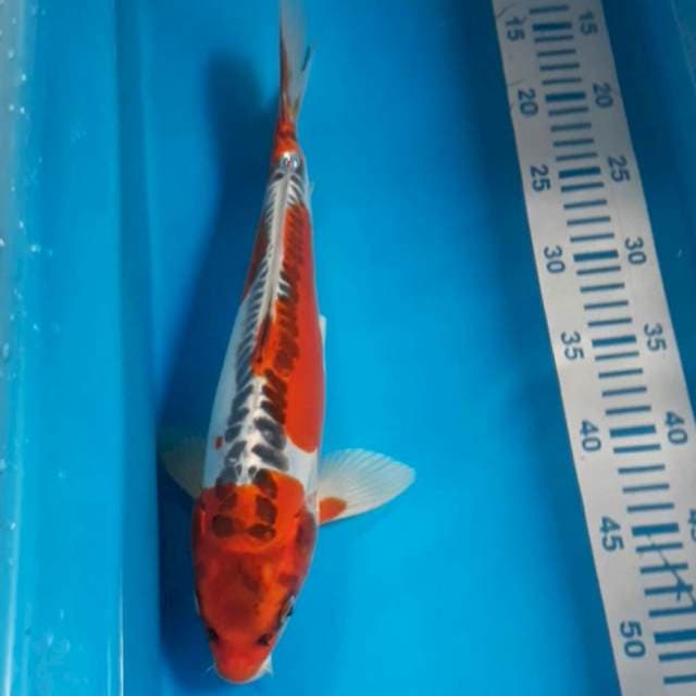Kiko 35 cm Male