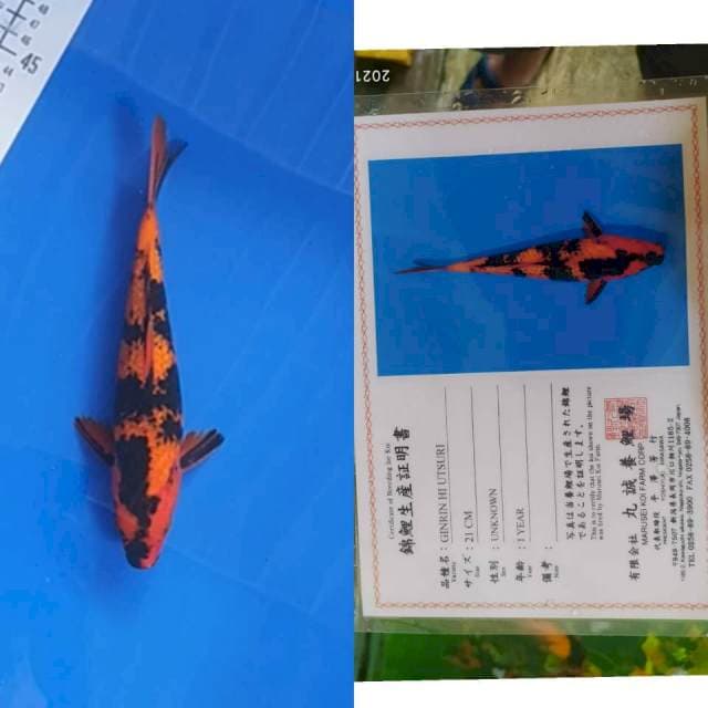 Ginrin Hi Utsuri 25cm Import Marusei