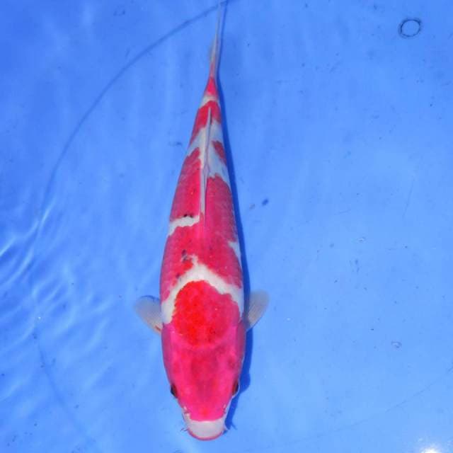 31cm GOSHIKI BAGUS
