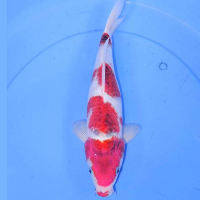 33cm YONDAN KOROMO