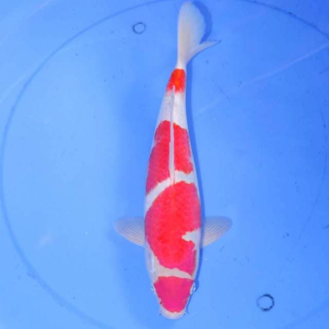31cm KOHAKU