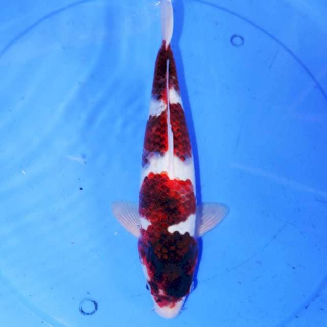 33cm BUDHO KOROMO