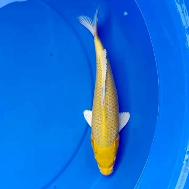 YAMA BUKI OGON