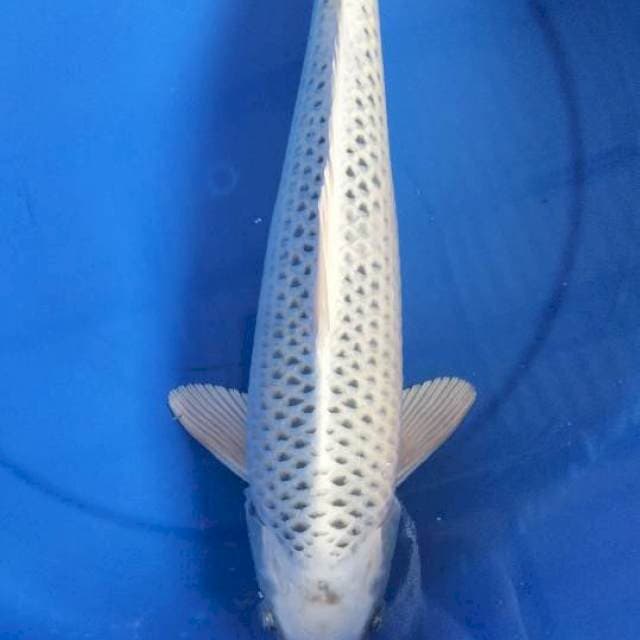 MATSHUBA 41 CM