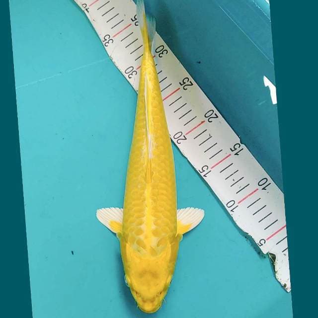 Yamabuki Ogon Jozz 34cm