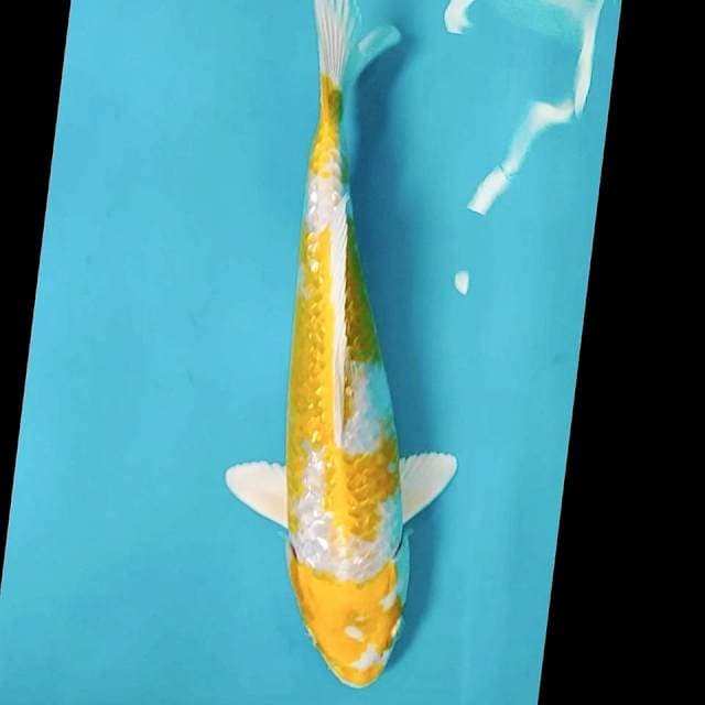 Hariwake Ginrin 26cm