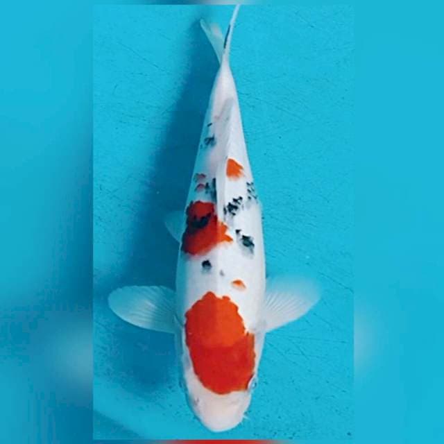 Ikan koi maruten sanke body bagus 32cm
