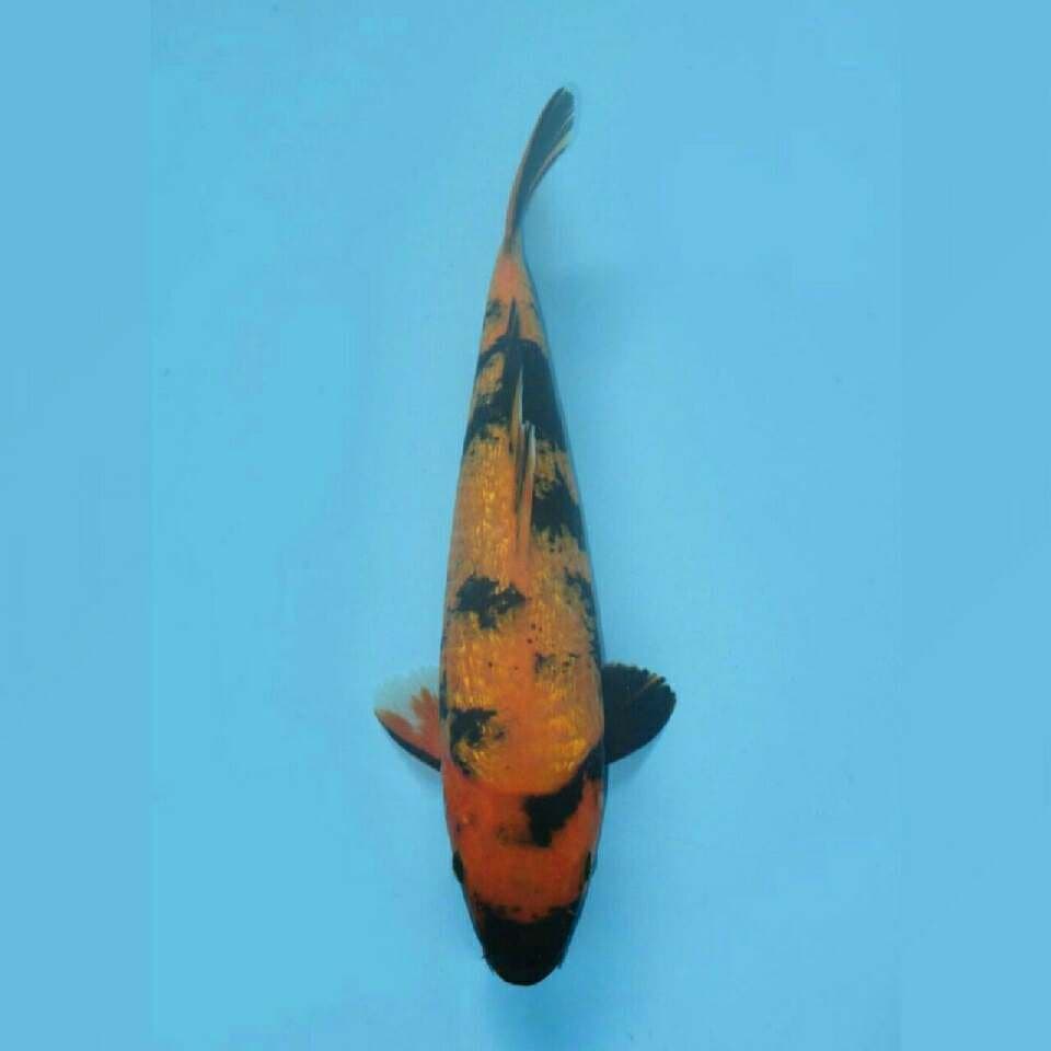 KI UTSURI GINRIN 25CM