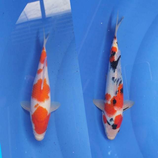 Kohaku sanke mix