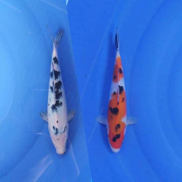 BEKKO SANKE MIX