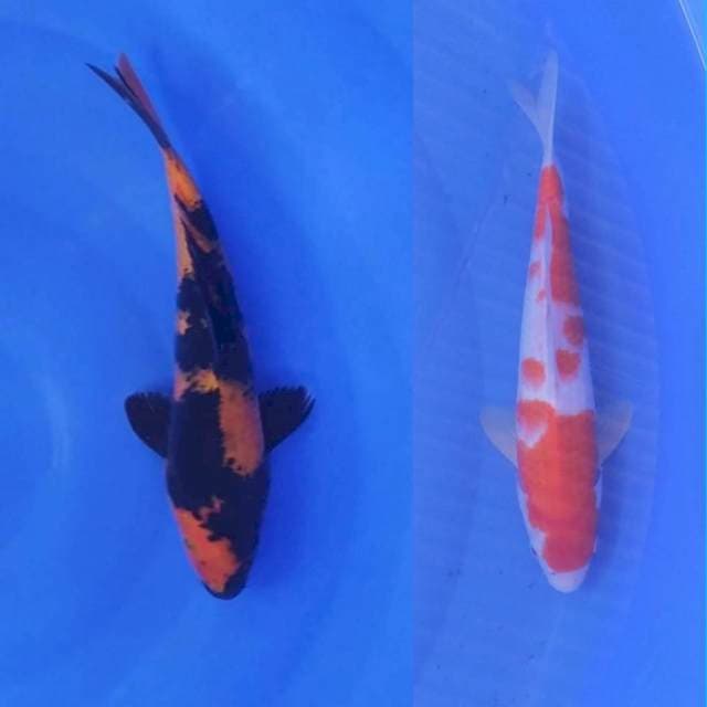 KOHAKU SHOWA MIX