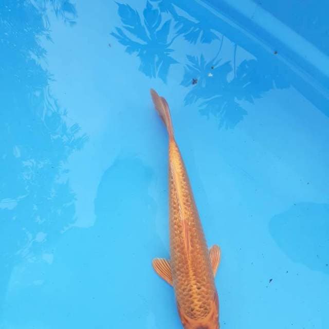 Oranje