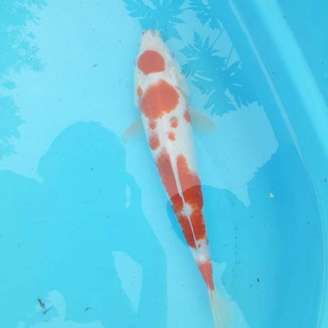 Tanco kohaku