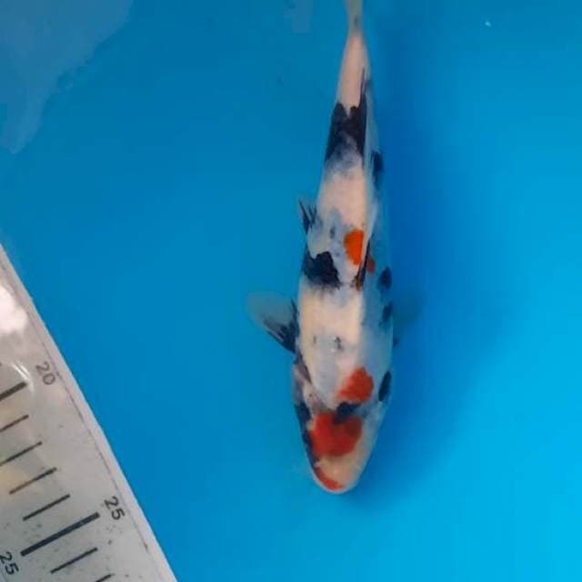 Showa maruten 17cm