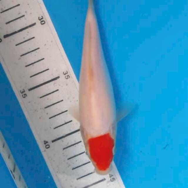 Tancho 17cm