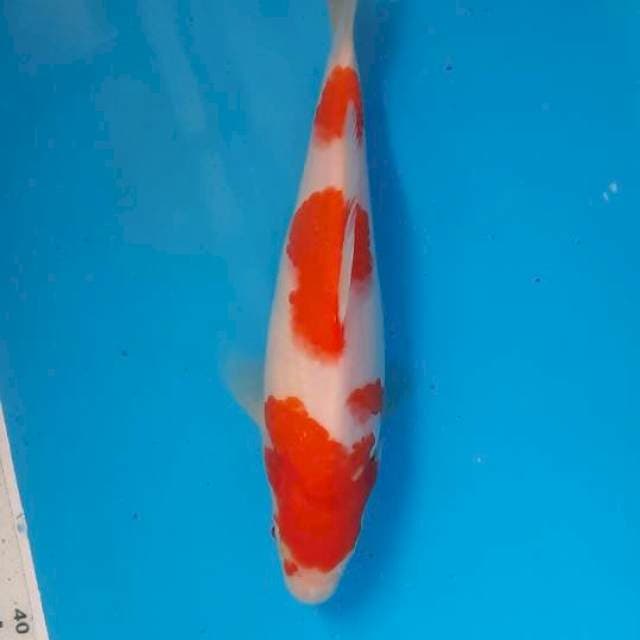 Kohaku 19cm